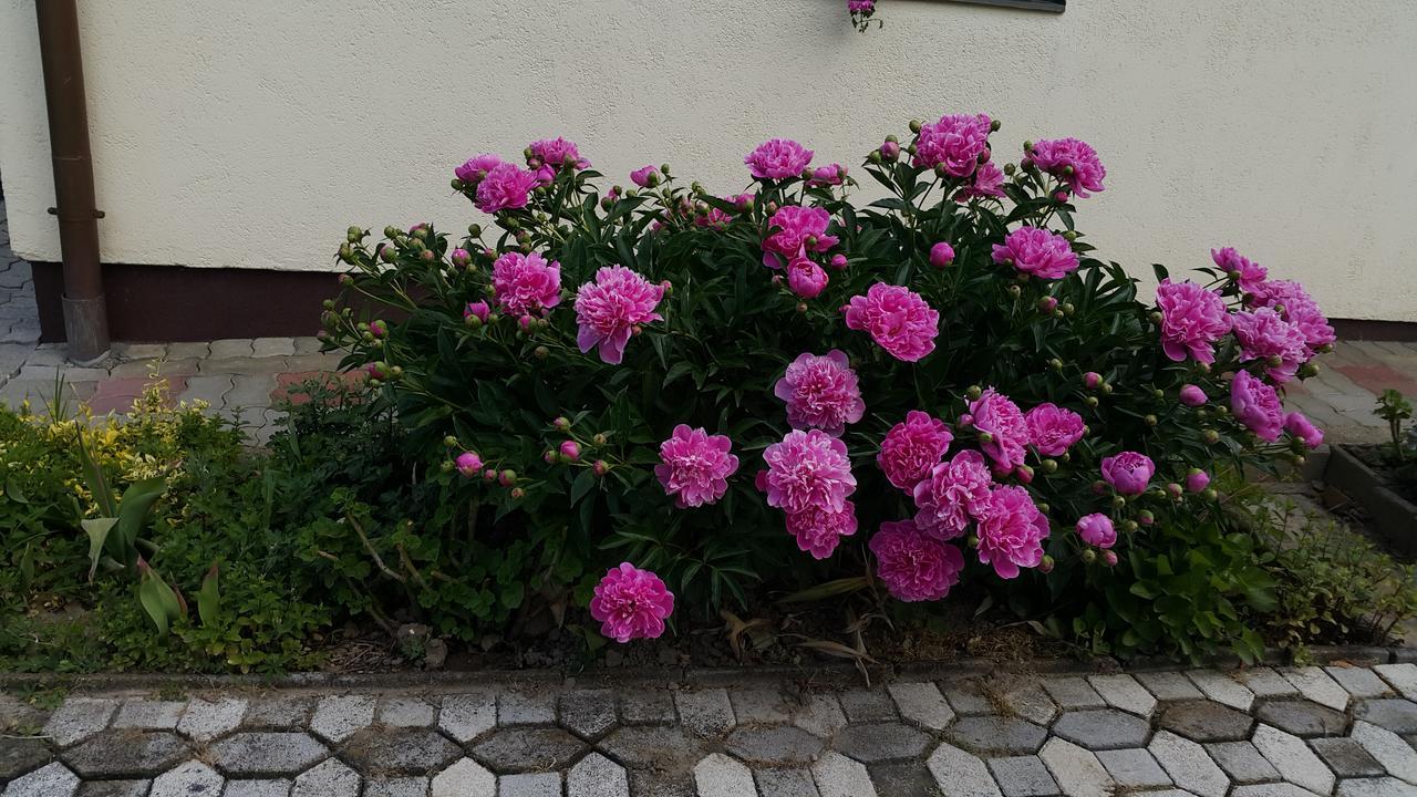 Marietta Apartman Heviz Exterior foto